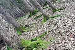 2Kl_Waldtage_1920_04