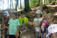 2b_Wald_1516_85