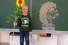 1a_Sonnenblume_1819_05
