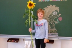 1a_Sonnenblume_1819_08
