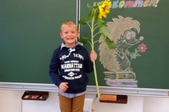 1a_Sonnenblume_1819_09