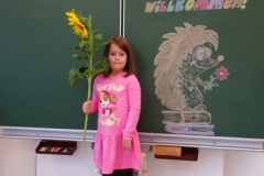 1a_Sonnenblume_1819_12